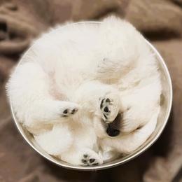 Japanese Spitz Puppies from Colorado Japanese Spitz