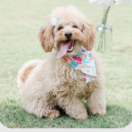 Lyla - Goldendoodle