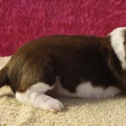 Belle - Liver and white female English Springer Spaniel puppy in North Carolina from Ebenezer Valley ESS