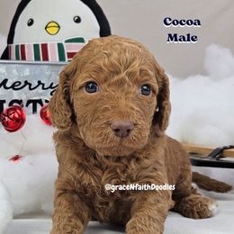 Goldendoodle and Labradoodle Puppies from Grace N Faith Doodles