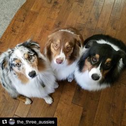 Australian Shepherd All Grown Up from Settlers Australian Shepherds