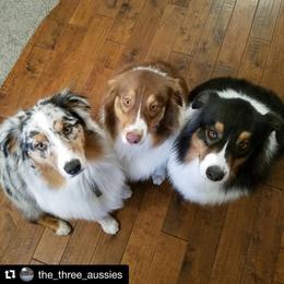 Australian Shepherd All Grown Up from Settlers Australian Shepherds