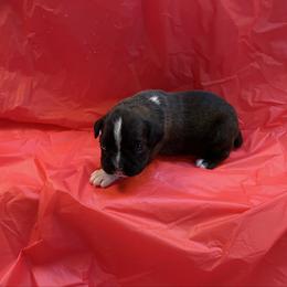 Kitty Wells - Brindle female Boxer puppy in Willard, North Carolina from Boone’s Boxers of North Carolina
