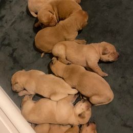 Labrador Retrievers from Glory Bound Retrievers