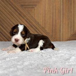 Pink girl - Tri-color female Bernedoodle puppy in Modesto, California from Two Doods Doodles