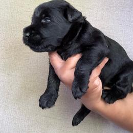 Island - Black male Giant Schnauzer puppy in Houston, Texas from Elevated Pearl Giants