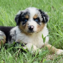 Australian Shepherd Puppies from Canyon South Aussies