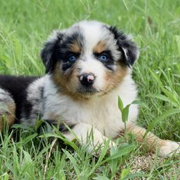 Australian Shepherd Puppies from Canyon South Aussies