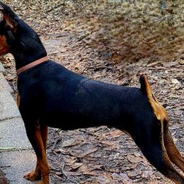 Kathleen - Miniature Pinscher