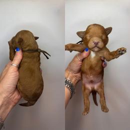 Woody - Red  male Goldendoodle puppy in Hot Springs, Arkansas from Hot Springs Kennels