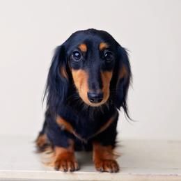 Agnes - Dachshund