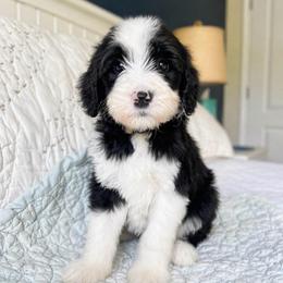 Piper - Black and white female Sheepadoodle puppy in Rocky Point, North Carolina from CelticDoods