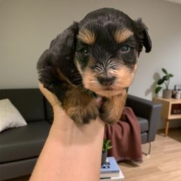 Angel - Parti female Miniature Schnauzer puppy in Kentucky from Mrs Bs Teeny Schnauzers & Doodles