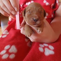 Pink - Dark golden female Golden Retriever puppy in Lanesboro, Minnesota from Eagle Ridge Golden Retrievers