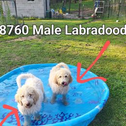 Boy 3 - male Labradoodle puppy in Athelstane, Wisconsin from Caldron Falls Doodles and Poodles