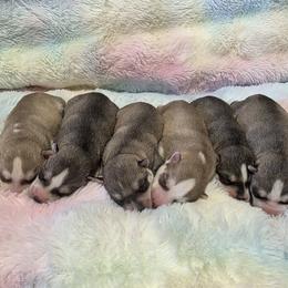 Siberian Husky puppies from Northern Staar Kennel