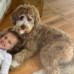 Aussiedoodle and Bernedoodle Puppies from LolliPop Farms