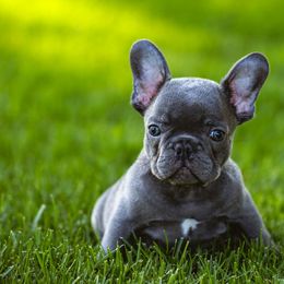 French Bulldogs from K Solutions