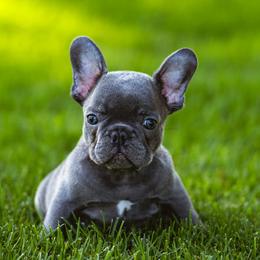 French Bulldogs from K Solutions
