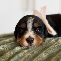 Bernedoodle, Cavapoo, Havanese, and Havapoo Puppies from Lady Paws Puppies - Cassie