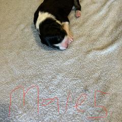 Sporty Mix Puppies from Mid TN aussies