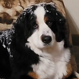 Bernese Mountain Dogs from Joyful Bernese