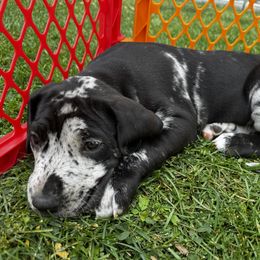 Great Dane Puppies from Denver Danes
