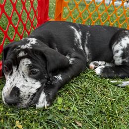 Great Dane Puppies from Denver Danes