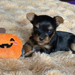 Pumpkin Latte - Black and tan female Yorkshire Terrier puppy in Coeur D Alene, Idaho from Cozy Coeur Yorkies