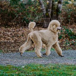 Tovah - Poodle