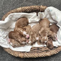 Boy 2 - Red  male Goldendoodle puppy in Placerville, California from New Dawn Poodles and Doodles