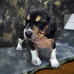 Beagle Puppies from Vaughn Gross