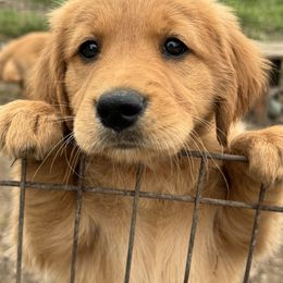 Golden Retriever Puppies from Copper Tail Golden Retrievers