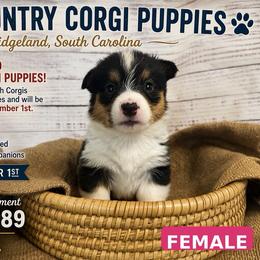 Girl 3 - Black and tan female Pembroke Welsh Corgi puppy in Ridgeland, South Carolina from FOF Lowcountry Corgis