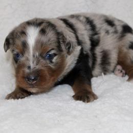 Beau - Blue merle male Miniature Australian Shepherd puppy in Paris, Texas from Kuttin’ Up Mini Aussies
