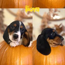 Dachshund Puppies from Pine & Pasture Dachshunds