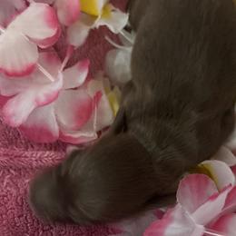 Orion - Chocolate male Dachshund puppy in Bradenton, Florida from Leah’s Suncoast Doxies