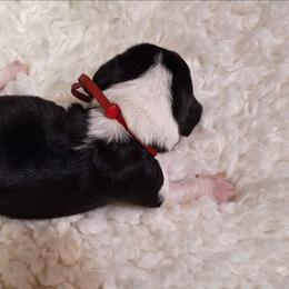 Fanny - Black brown and white female Basset Hound puppy in Mack's Creek, Missouri from Mack's Creek Basset Hounds