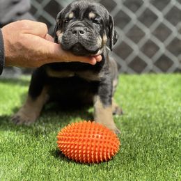 Bear - Black male Cane Corso puppy in Pollock Pines, California from Capitol City Cane Corso