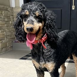 Reign - Poodle