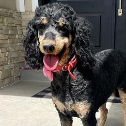 Reign - Poodle