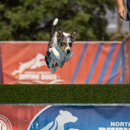 Trivia - Border Collie