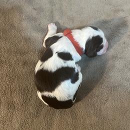 Harper - Liver white and tan female English Springer Spaniel puppy in Phoenix, Arizona from Desert Shadow Springers