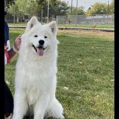 Rey - Samoyed