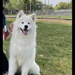 Rey - Samoyed