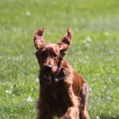 Irish Setter Puppies from Kilkieran Kennels and farm