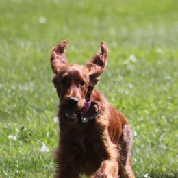 Irish Setter Puppies from Kilkieran Kennels and farm