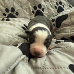 Damselfly - Black tri-color female Australian Shepherd puppy in Ellensburg, Washington from Creekside Aussies