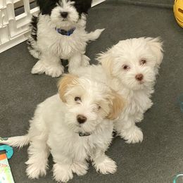 Maltipoo Puppies from A Batch of Cookie’s