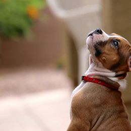 American Staffordshire Terrier Puppies from Liberty Am Staffs